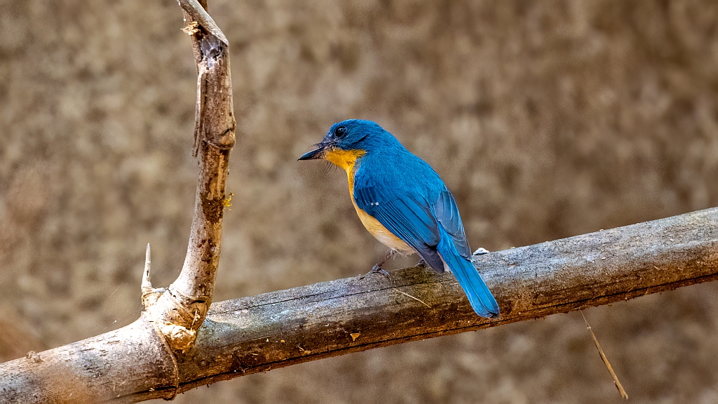 Tickell's Blue Flycatcher